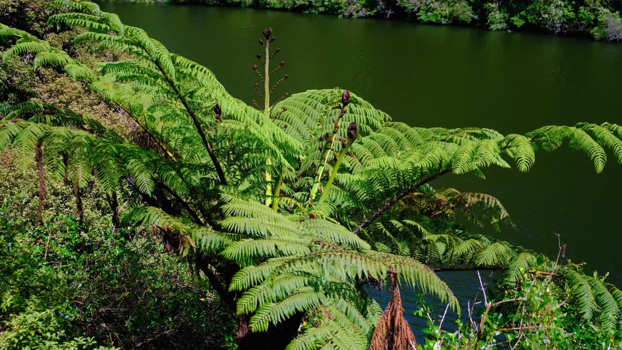 Wheki-Ponga New Zealand tree fern overlooking freshwater lake in forest environment in Wellington, New Zealand Aotearoa