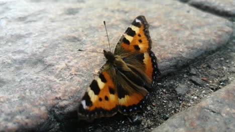 close up of butterfly crawling slowly over stone on the ground