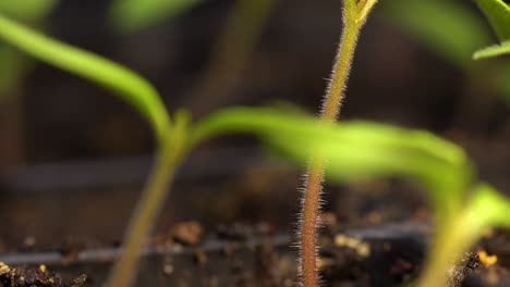 elevándose a lo largo del tallo peludo de la plántula de tomate hacia los cotiledones y un pequeño conjunto de primeras hojas verdaderas