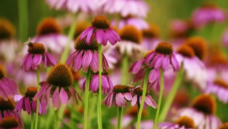 Field-of-echinacea