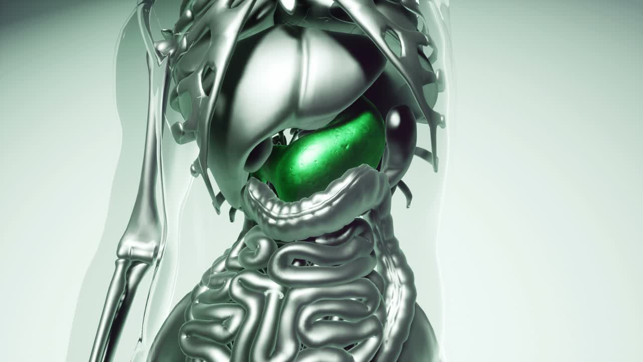 모든 장기와  ⁇ 를 가진 인간의 위 모델