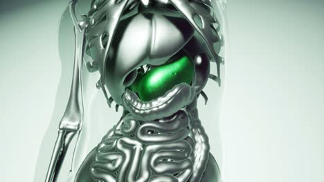 modelo de estómago humano con todos los órganos y huesos