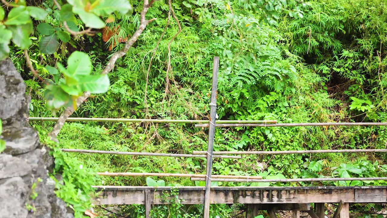 cola de mono moviéndose a través del follaje verde exuberante