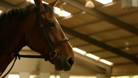 Caballo-Marrón-En-El-Paddock