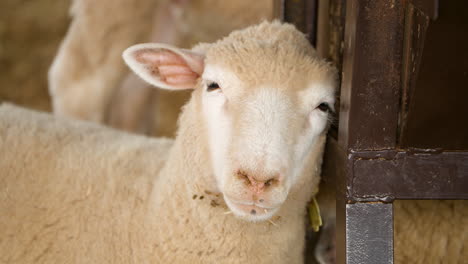 ile-de-france sheep head close-up leaning on metal fence enclosure in french farm