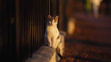 portrait of a cute cat sitting by a fence, in a public city park, at dusk