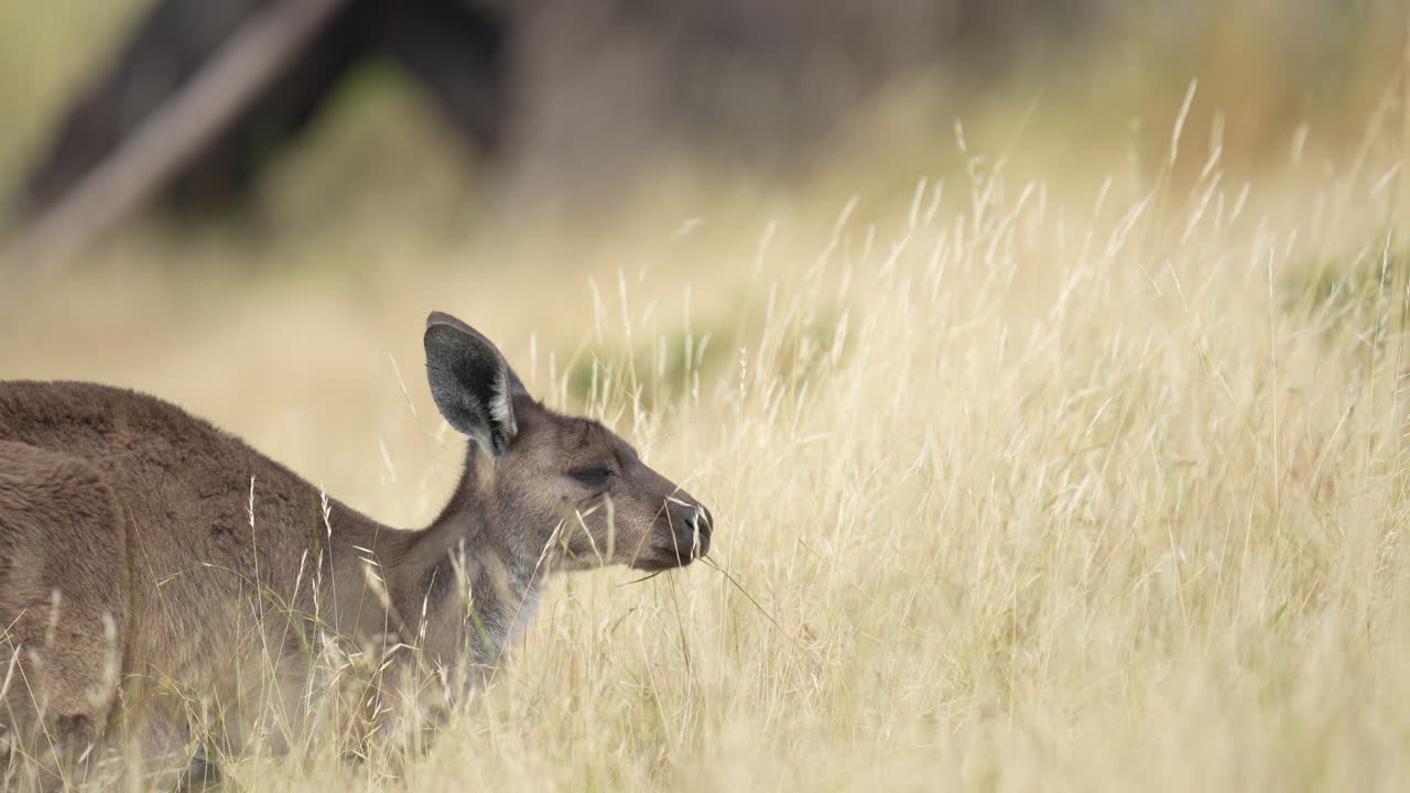 un canguro en pasto largo en el parque de conservación deep creek en el sur de australia