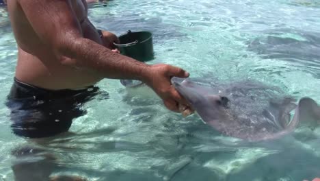 swimming with stingrays in bora bora, french polynesia