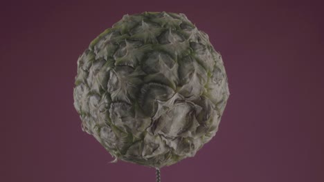 piña girando con bucle en la pantalla de fucsia para la llave de croma