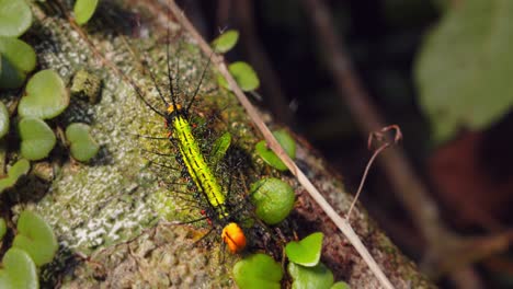 Saturniidae Moth caterpillar inches along exploring rainforest bark, its green body lined with toxic-looking spines.