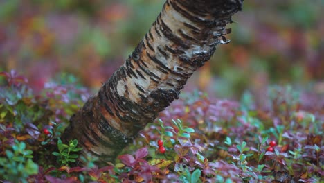 A-birch-tree-trunk-surrounded-by-bright-colored-shrubs-with-red-berries