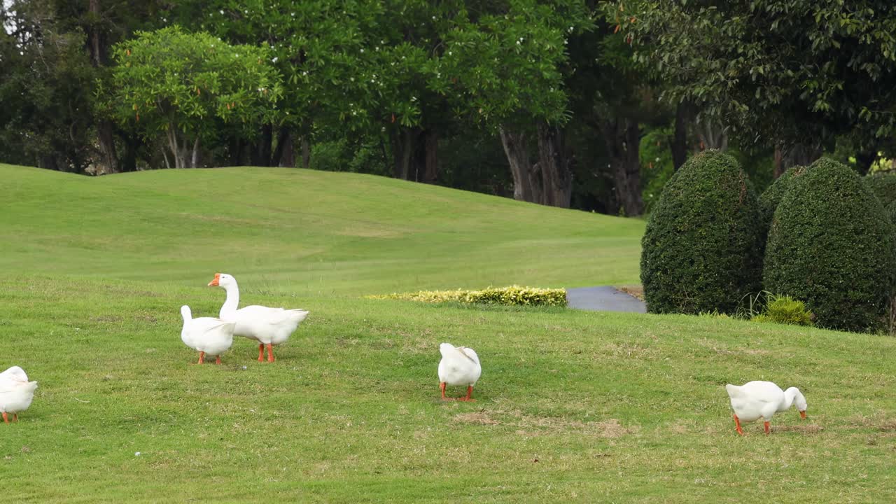 A small group of white geese leisurely walking across a well-maintained grassy area with manicured shrubs.