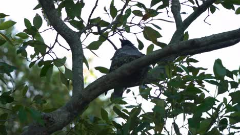 el cuco de cara negra, coracina novaehollandiae, originario de australia, madre y su polluelo aparecieron anidando en la parte superior del árbol durante la temporada de reproducción.