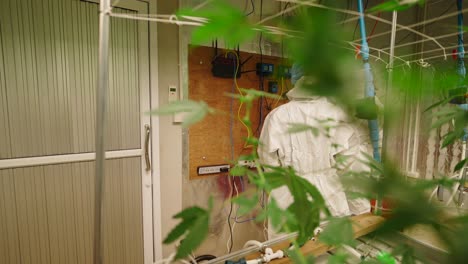 indoor cannabis grow operation
