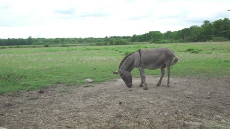 un burro se para y huele el suelo
