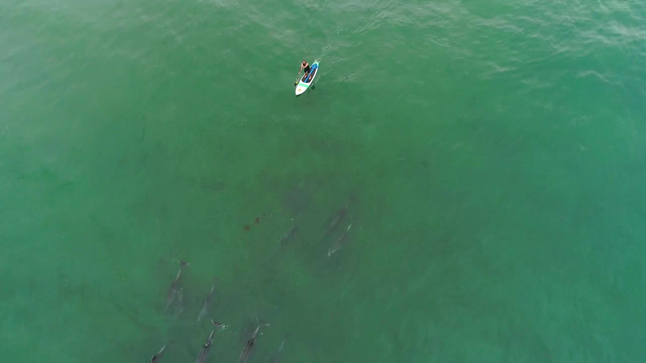 antena sobre delfines nadando con un paddleboarder en el océano cerca de malibu california 1