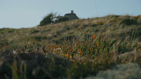 growing plants on sand dunes in nature area jutland denmark