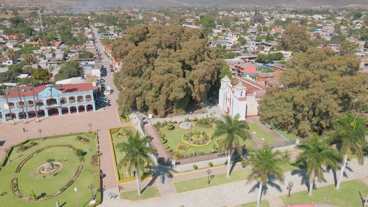 Antico albero di Tule a Oaxaca