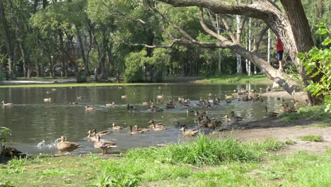 park scene with ducks and children