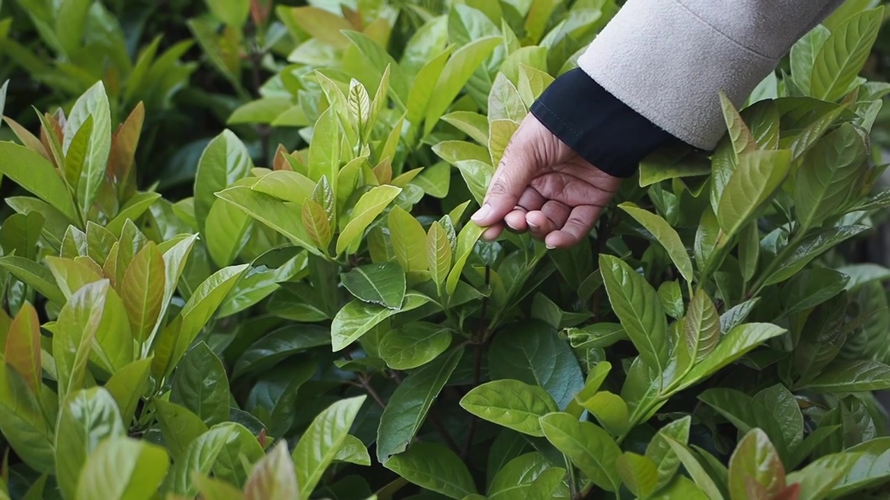Hand Gently Touching Fresh Green Leaves on a Bush