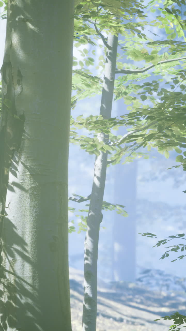 Forest landscape with sunlight filtering through leaves in the morning