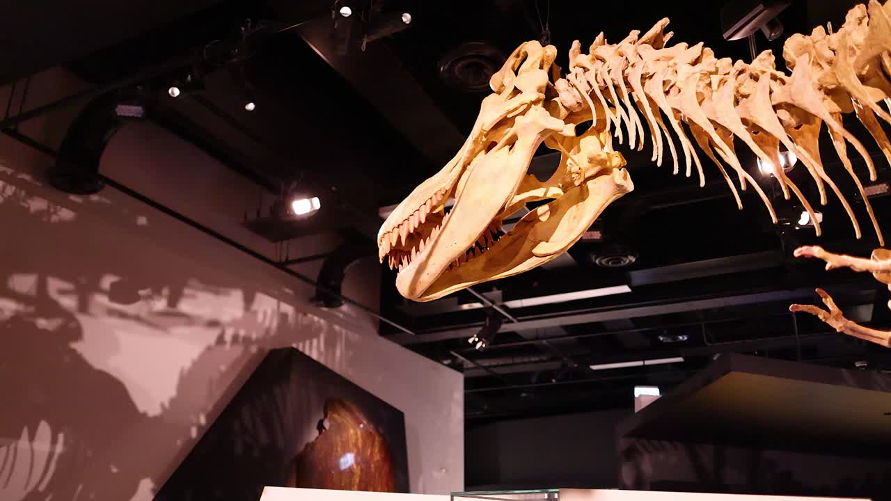esqueleto de tiranosaurio rex expuesto en una exposición de museo
