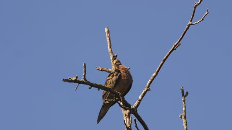 Beige-colored-mourning-dove-on-a-bare-and-leafless-treetop