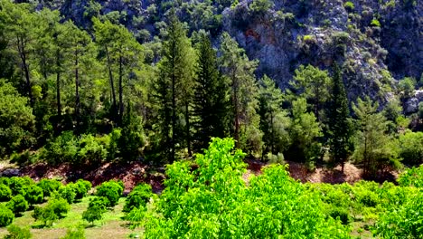 green trees landscape. turkey