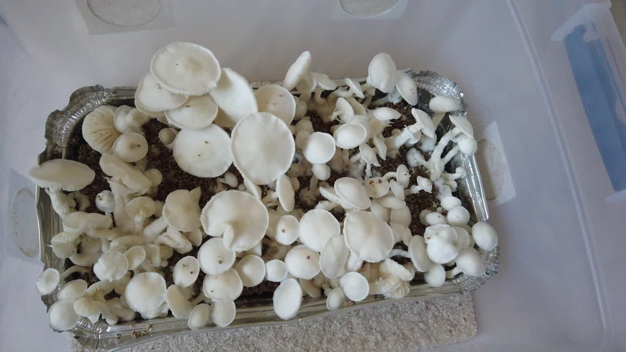 Small box plastic Tupperware with Albino Thai mushrooms grow, closeup environment view