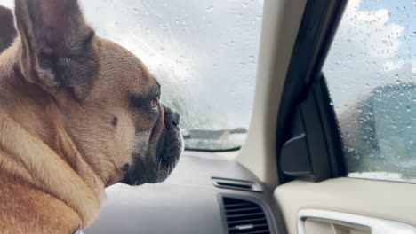 primer plano de la cara de un bulldog francés sentado en un auto y mirando las gotas de lluvia corriendo por las ventanas del auto