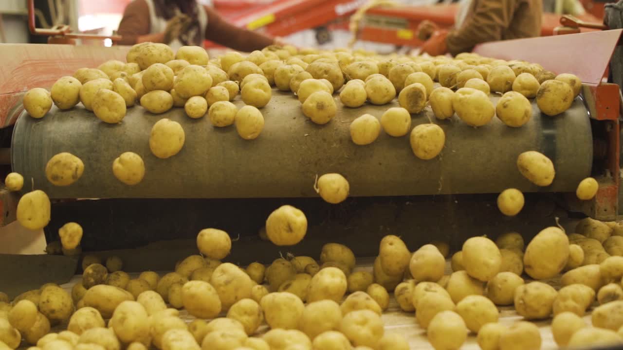 Potatoes with soil and dust moving on a conveyor belt in slow motion.