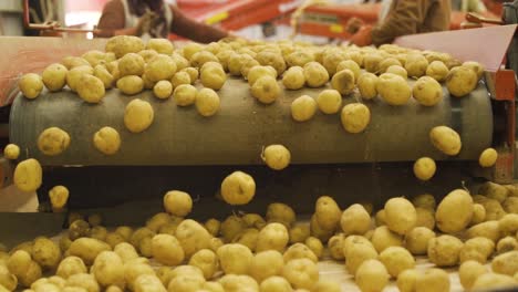 potatoes with soil and dust moving on a conveyor belt in slow motion.