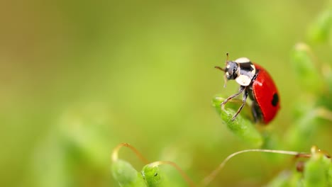 close-up wildlife of a ladybug in the green grass in the forest