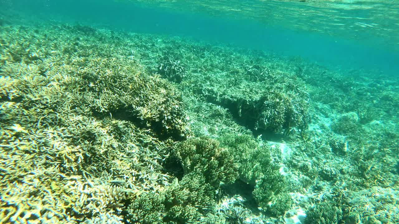 девушка занимается снорклингом в тропическом море над коралловыми рифами