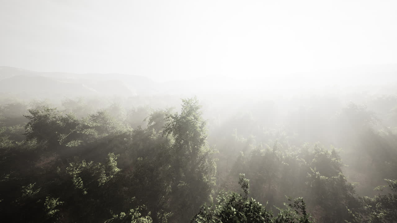 공중에서 볼 수 있는 숲 속의 안개