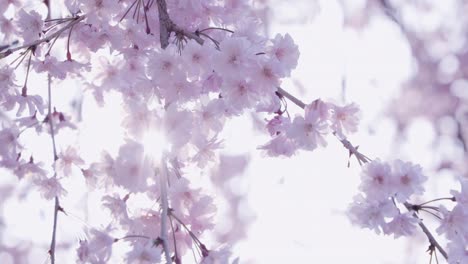 las flores de cerezo en pleno florecimiento con un hermoso rosa