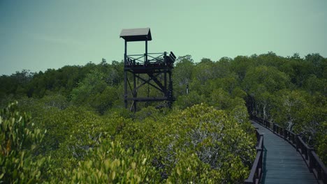 lookout tower along a boardwalk in a mangrove