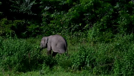 The-Asiatic-Elephants-are-endangered-species-and-they-are-also-residents-of-Thailand