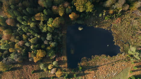 Pond-Amongst-Autumnal-Forest-Woods-On-Sunny-Day-At-Fagne-du-Rouge-Ponce-In-Saint-Hubert,-Belgium