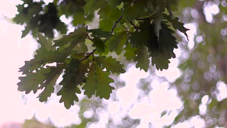 oak leaves in the early morning, lots of bocce and depth of field