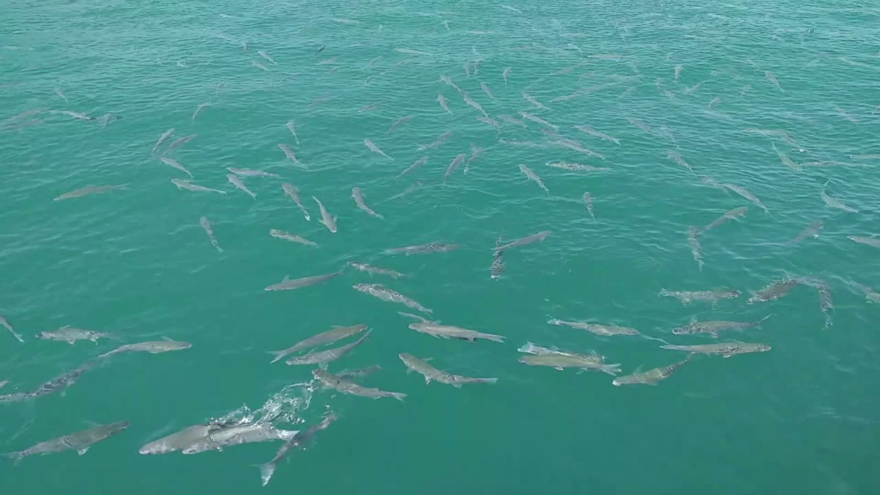 rebaño de peces salmonetes nadan en la superficie del agua de mar verde