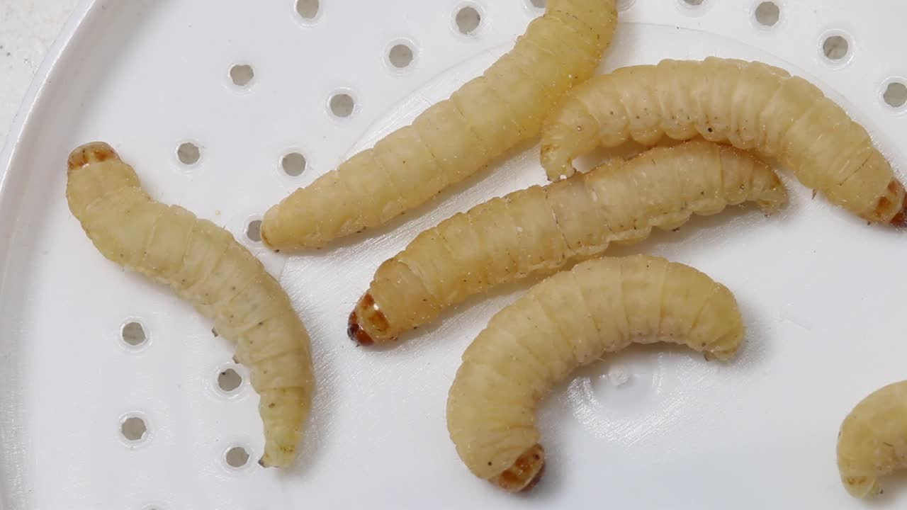 Waxworms, also known as Waxgrubs
