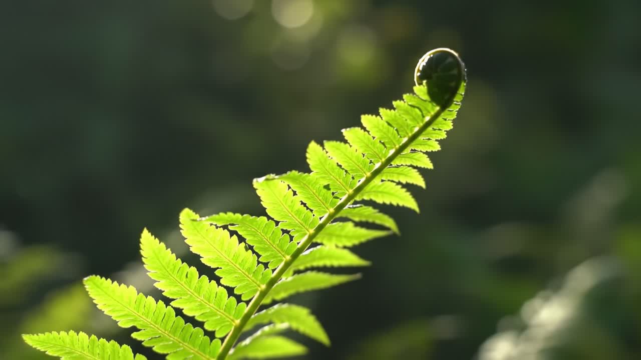 Delicate Fern Leaf with Dew Droplet: Capturing the Beauty of Nature's Details and the Intricate Design of Foliage in a Serene Outdoor Setting