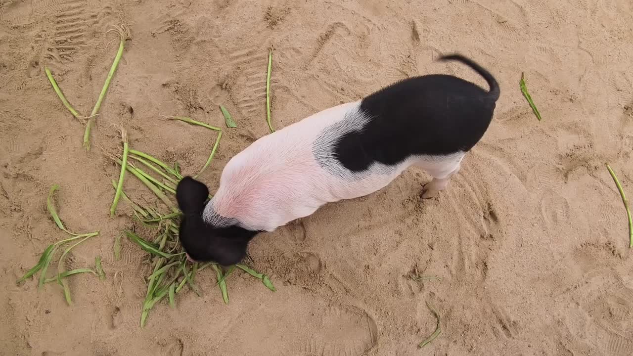 새끼 돼지 가 모래 에서 풀 을 먹고 있다