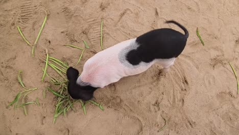 perrito comiendo hierba en la arena