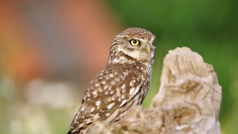 owl turning its head and stares, static