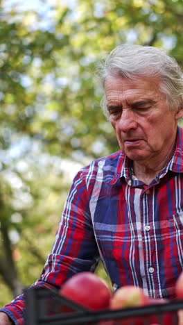 focused man working in the garden. farmer sorts the red ripe apples picked from trees. man sells the organic fruit. vertical video