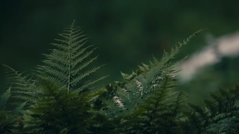 green fern leaves in the forest. polypodiopsida. closeup