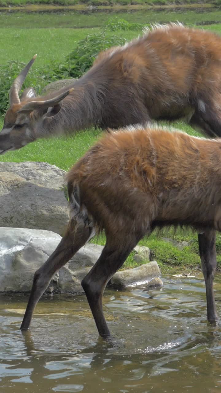 Suda Yürüyen ve Su Kenarında Duran İki Sitatunga Antilobu