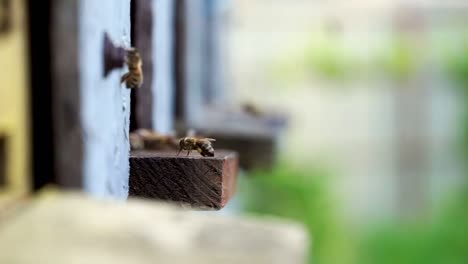 cinematic shot of a bee with pollen that is trying to enter in the hive